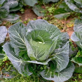 Estrategias para una transición exitosa a una dieta vegetariana - nutricion vegetariana