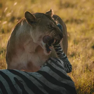 Introducción a la dieta carnívora ¿qué debes saber? - nutricion carnivora